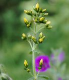 Hypericum hirsutum