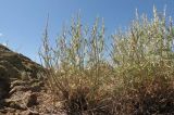 Artemisia juncea