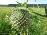 Cirsium vulgare. Нераспустившееся соцветие. Вологодская обл., Великоустюгский р-н, урочище Опоки, правый берег р. Сухона, надпойменная терраса, край луга у дороги. 06.07.2013.