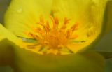 Potentilla recta ssp. pilosa