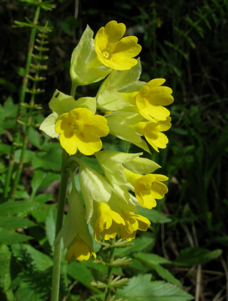 Image of Primula macrocalyx specimen.