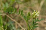 Astragalus cicer