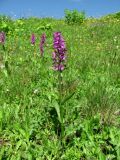 Dactylorhiza euxina. Цветущее растение. Краснодарский край, хр. Аибга, ~2200 м н.у.м., субальпийский луг. 09.07.2015.