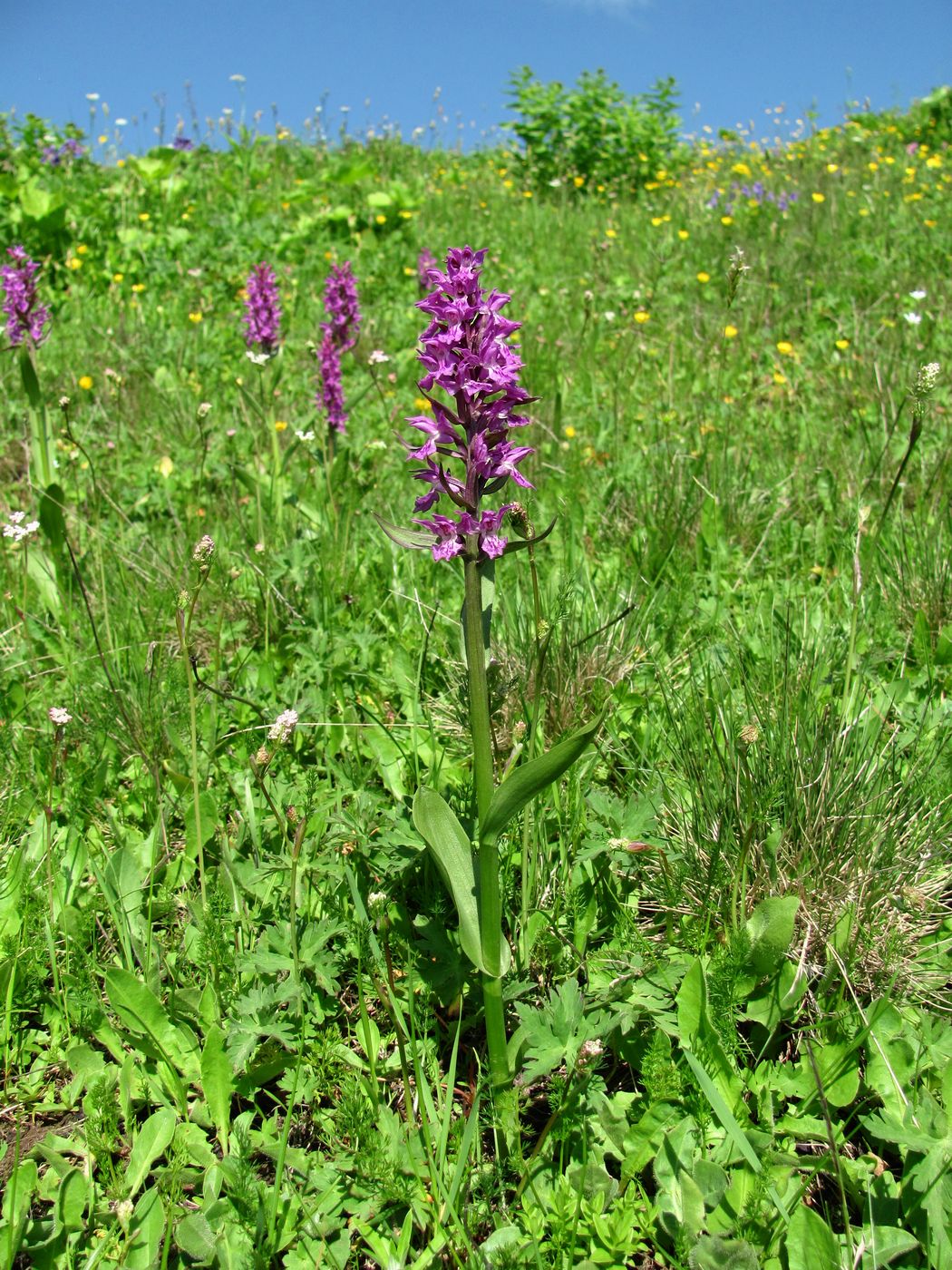 Изображение особи Dactylorhiza euxina.