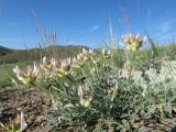 Astragalus arkalycensis