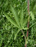 Potentilla pedata