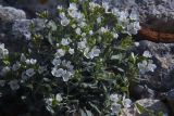 Arabis caucasica. Цветущее растение. Внутренняя гряда Крымских гор в р-не пещерного г. Мангуп-Кале. Конец апреля 2008 г.