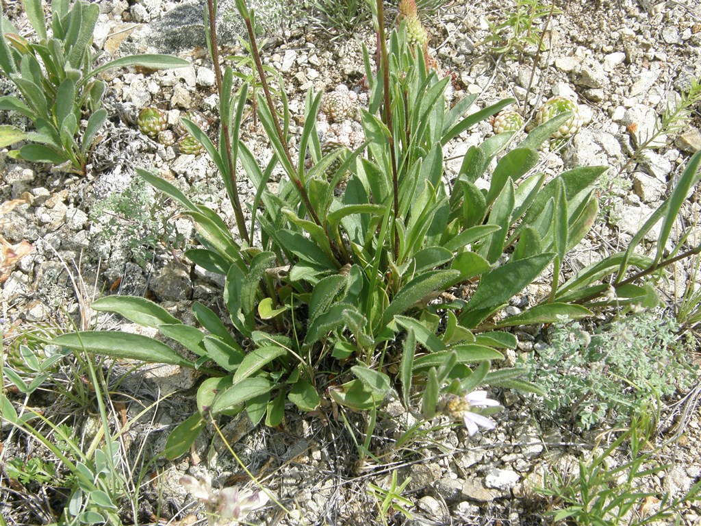 Изображение особи Aster serpentimontanus.