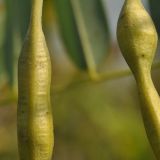 Sophora flavescens. Части плодов. Приморский край, Уссурийский гор. округ, окр. с. Монакино, разнотравный луг. 20.09.2016.