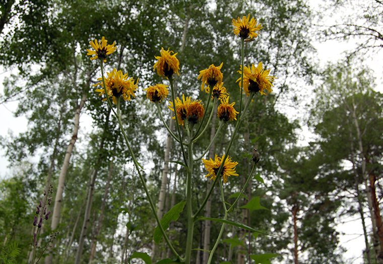 Изображение особи Crepis sibirica.