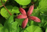 Paeonia obovata