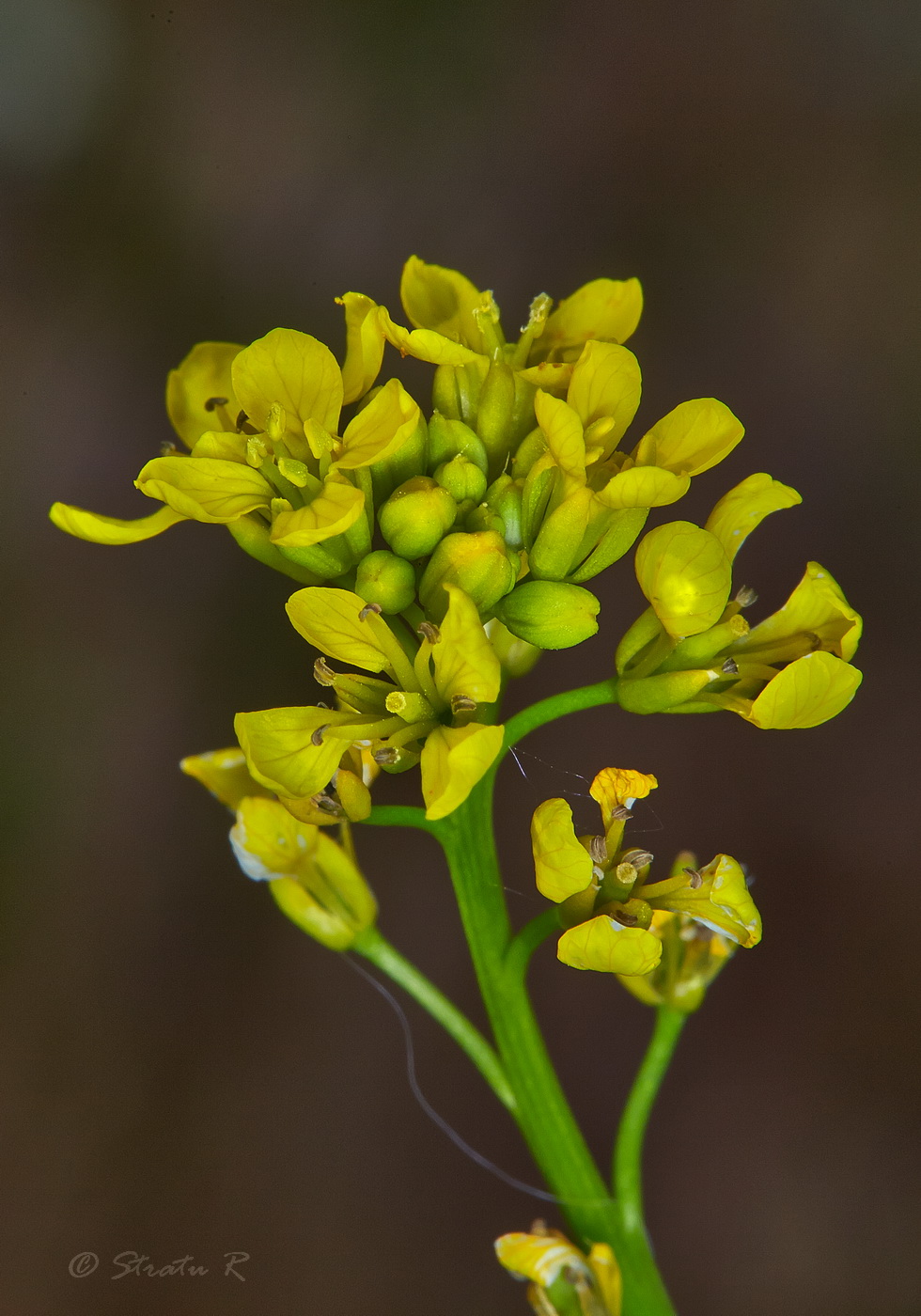 Изображение особи Rapistrum perenne.