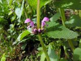 Lamium maculatum. Часть стебля с цветками и бутонами. Марий Эл, г. Йошкар-Ола, поляна Центрального парка. 17.05.2017.