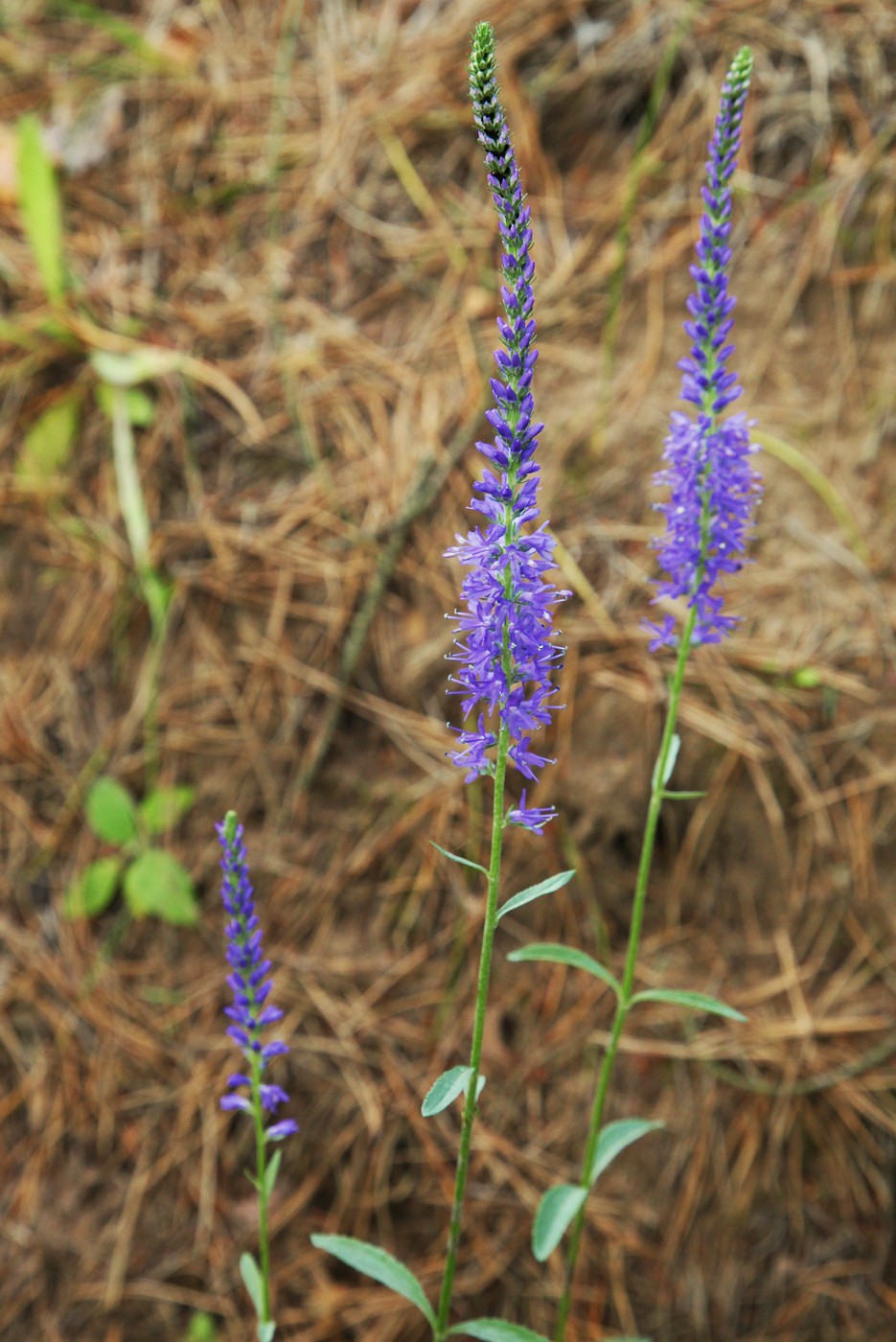 Изображение особи Veronica spicata.