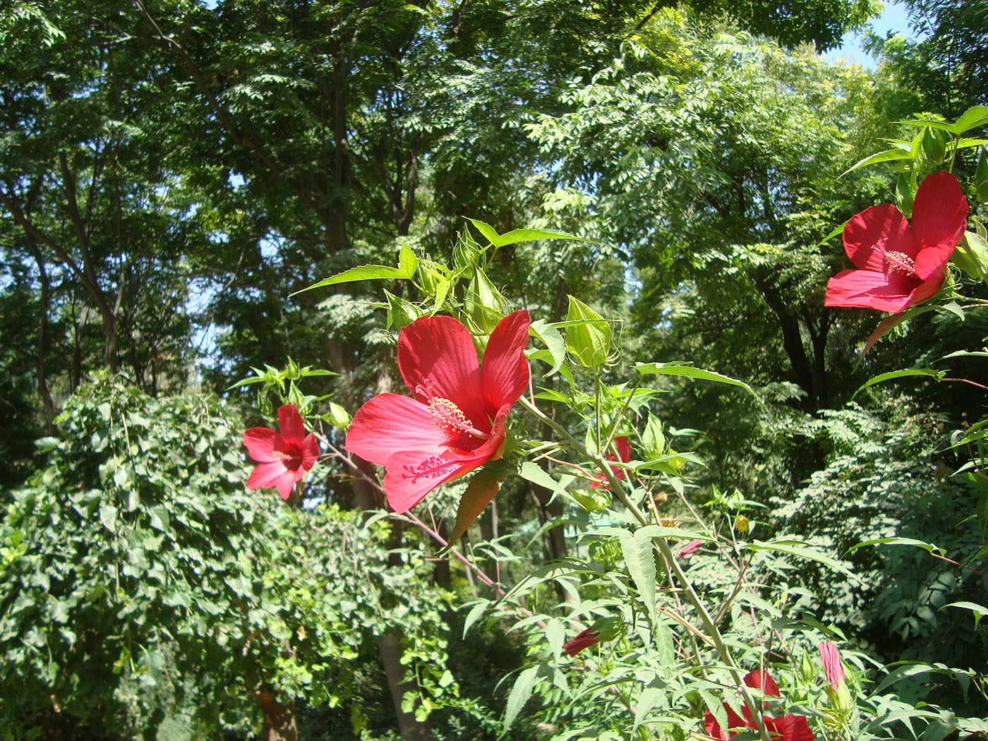 Изображение особи род Hibiscus.