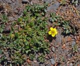 Potentilla flabellata. Цветущее растение. Таджикистан, Фанские горы, перевал Алаудин, ≈ 3700 м н.у.м., сухой склон. 05.08.2017.