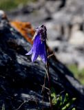 Campanula dasyantha