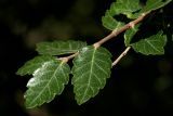 Zelkova abelicea. Верхушка побега. Греция, о-в Крит, ном Ханья (Νομός Χανίων), дим Платаньяс (Δήμος Πλατανιά), горный массив Лефка Ори (Λευκά Όρη), урочище Ксилоскало (Ξυλόσκαλο), ≈ 1200 м н.у.м., зона отдыха у начала маршрута через Самарийское ущелье. 23 июня 2017 г.