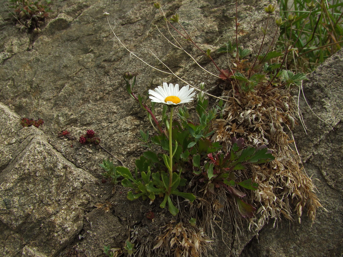 Image of Arctanthemum arcticum specimen.