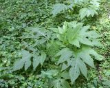 Cirsium oleraceum