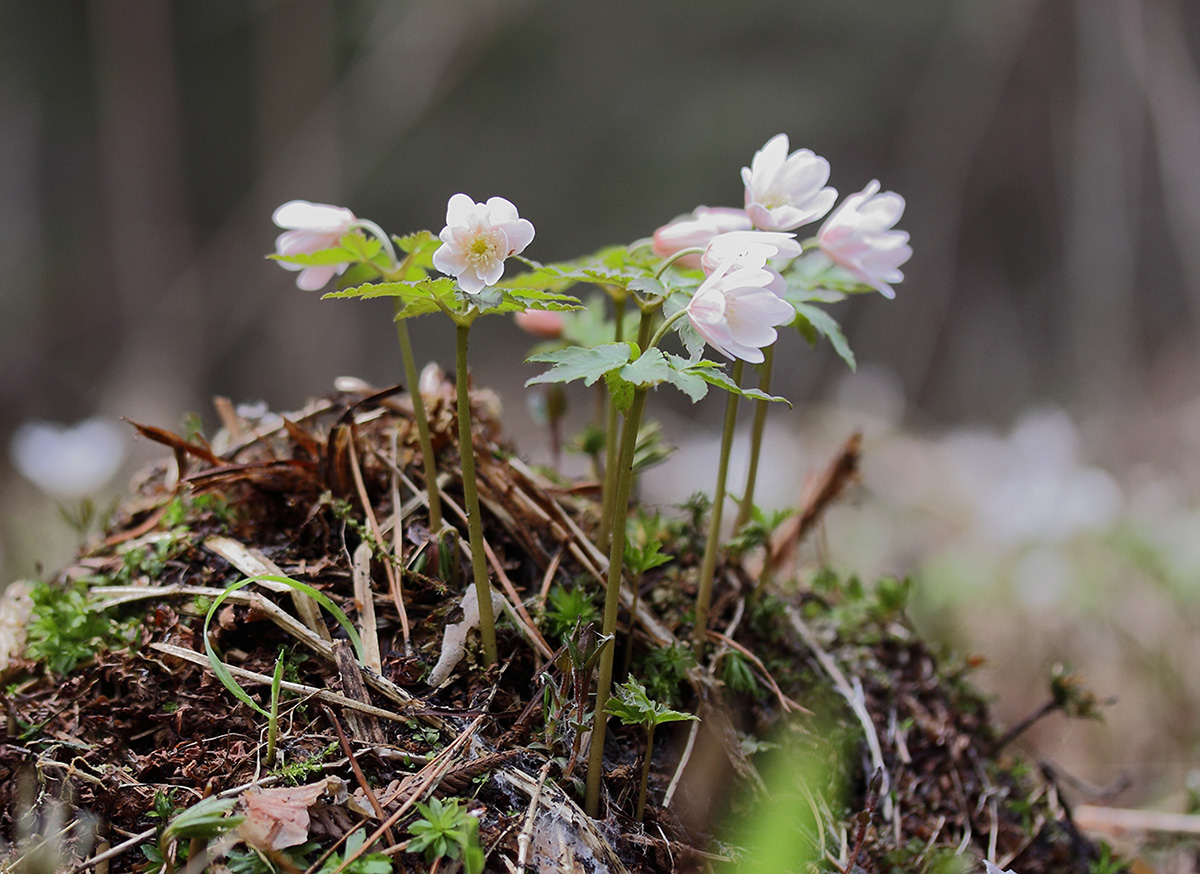 Изображение особи Anemone altaica.