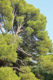 Pinus halepensis. Часть кроны взрослого дерева. Южный берег Крыма, пгт Форос, Форосский парк, в культуре. 23 августа 2015 г.