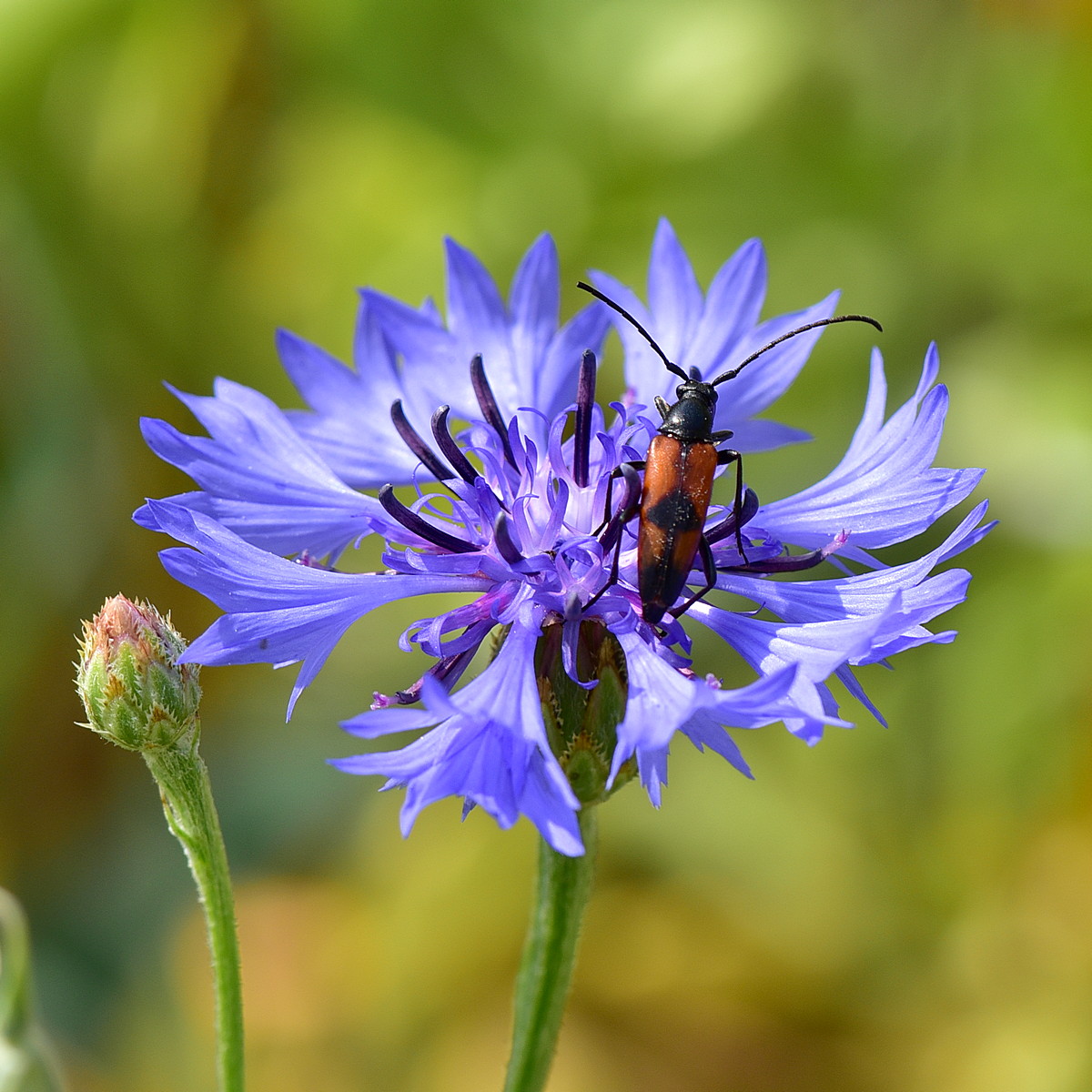 Изображение особи Centaurea cyanus.