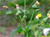 Sonchus asper