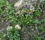 Lamium amplexicaule