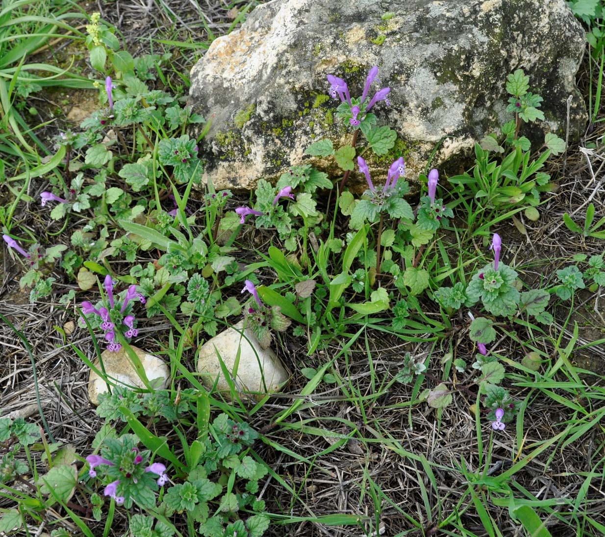 Изображение особи Lamium amplexicaule.