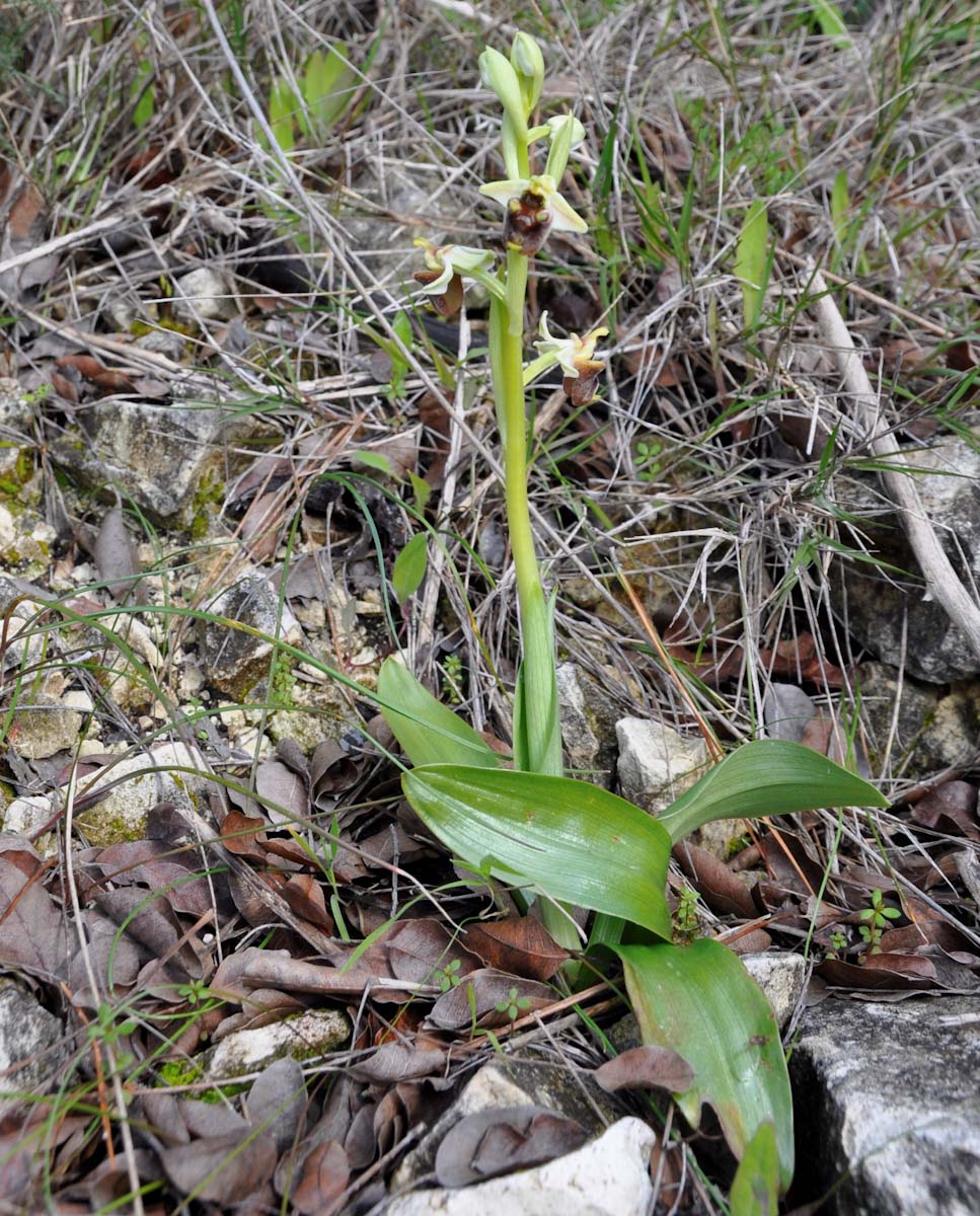 Изображение особи Ophrys bornmuelleri.