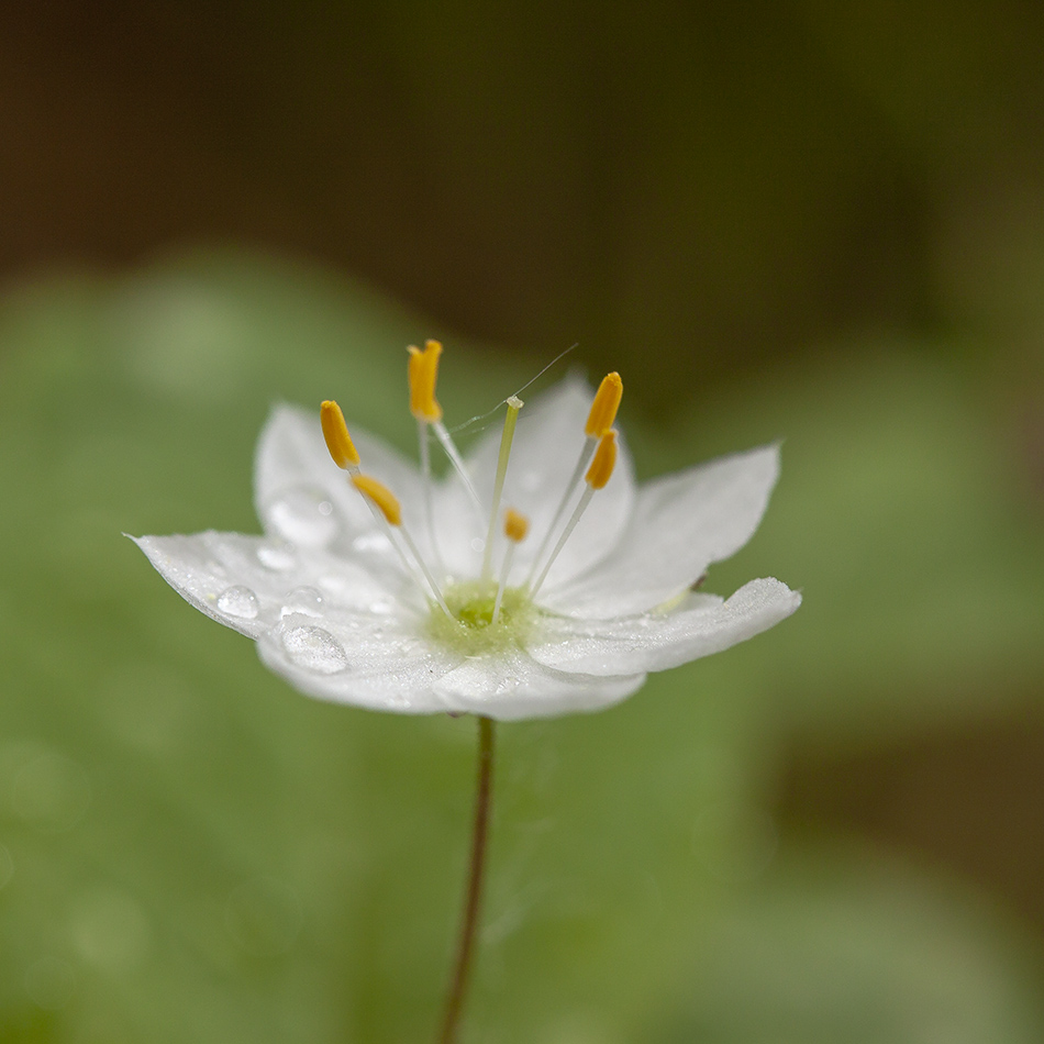 Изображение особи Trientalis europaea.