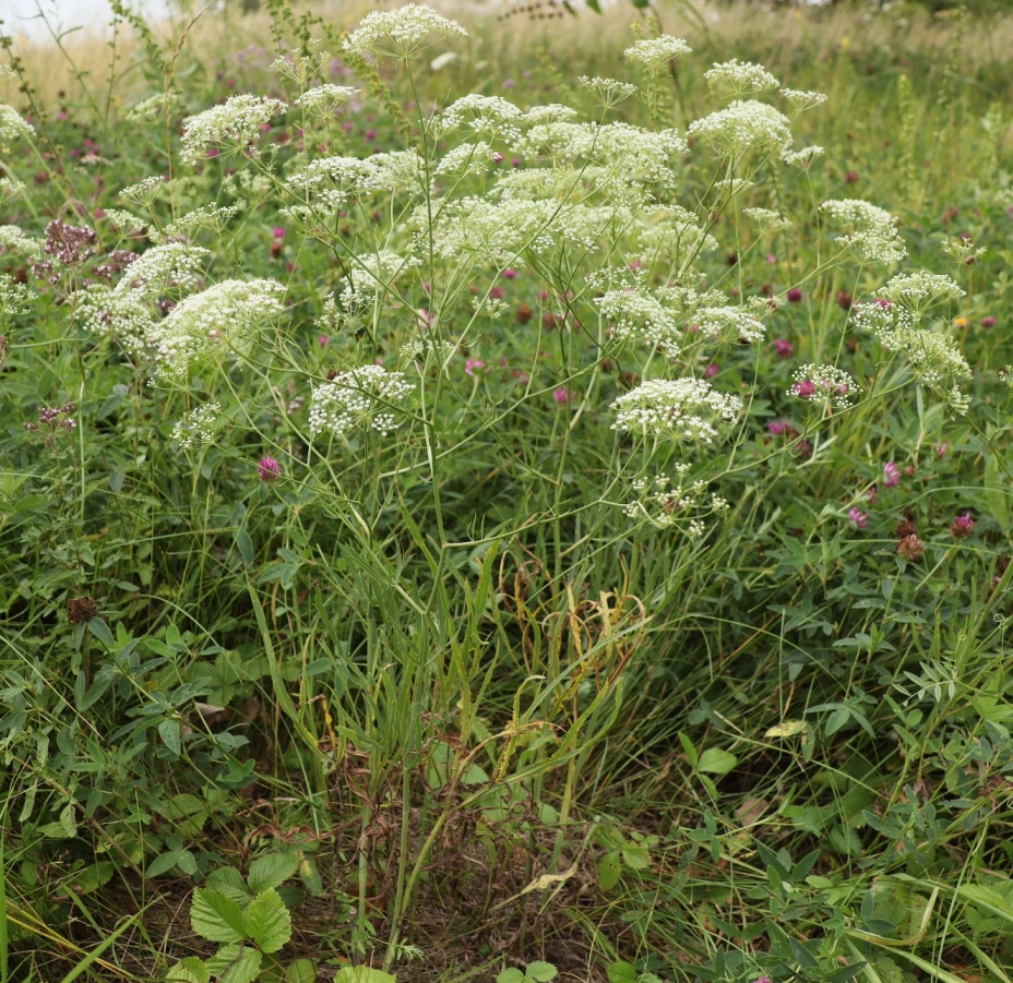 Изображение особи Falcaria vulgaris.