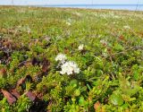 Ledum decumbens