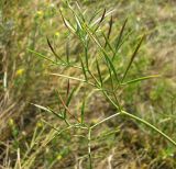 Peucedanum ruthenicum