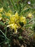 Astragalus aureus