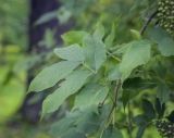 Sambucus nigra