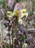 Pedicularis lapponica