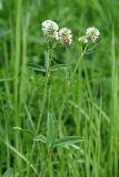 Trifolium montanum