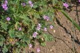 Erodium cicutarium. Соцветия и листья. Крым, Караларский природный парк, долина р. Сююрташ, сухой степной склон. 09.05.2021.