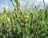 Genista scythica. Часть побега с завязавшимися плодами. Украина, Донецкая обл., Новоазовский р-н, окр. пос. Гусельщиково, балка Харцызская, петрофитная степь. 06.06.2010.