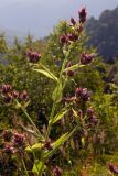 Gadellia lactiflora