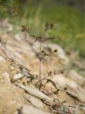 Bidens frondosa. Плодоносящее растение. Краснодарский край, Крымский р-н, окр. станицы Неберджаевская, Неберджаевское вдхр., на берегу. 14.10.2022.