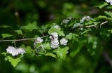 Crataegus monogyna. Часть ветви с соцветиями и кормящейся мухой-журчалкой. Дагестан, Магарамкентский р-н, Самурский лес, поляна в широколиственном лесу. 05.05.2022.