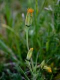 Tragopogon orientalis