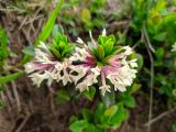 Daphne glomerata. Верхушки побегов с соцветиями. Краснодарский край, городской округ Сочи, Адлерский р-н, с. Эстосадок, горнолыжный курорт \"Роза Хутор\", пеший маршрут \"Панорама\", южный склон хр. Аибга, 2200 м н.у.м., субальпийский луг. 07.07.2023.