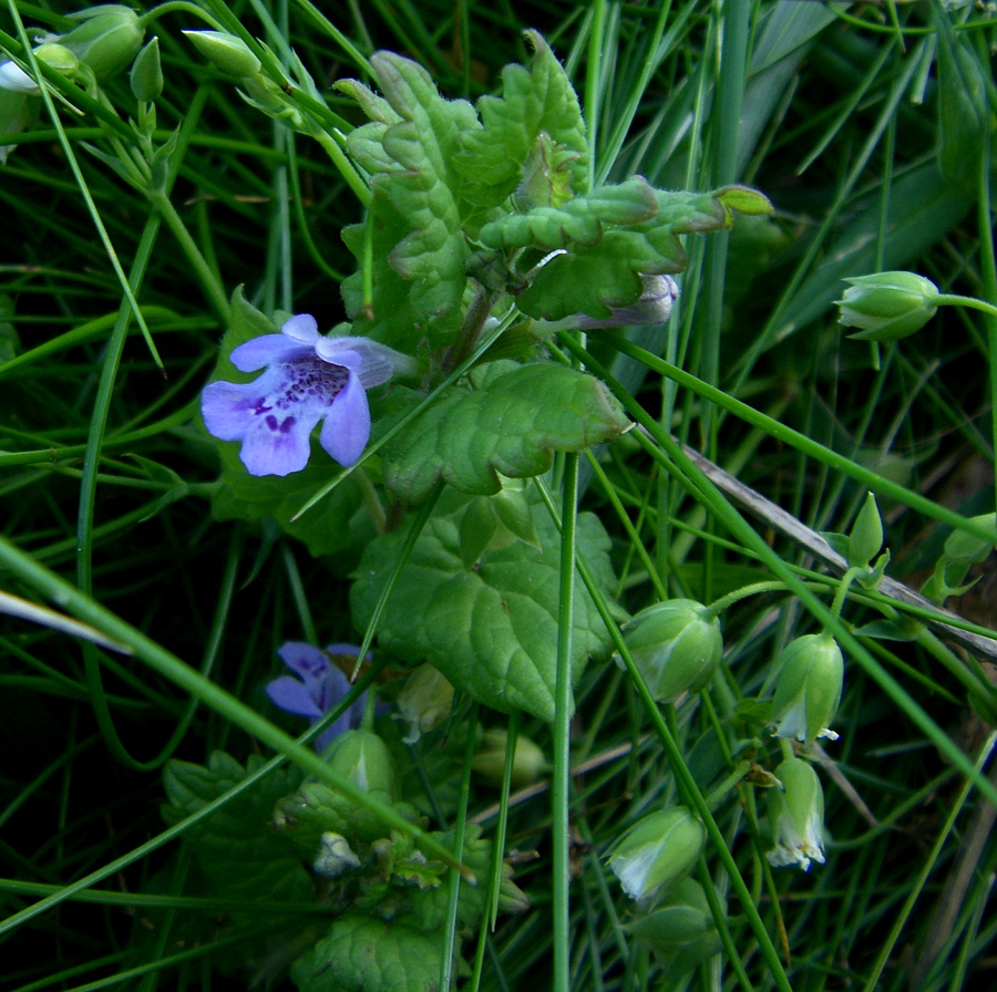 Изображение особи Glechoma hederacea.