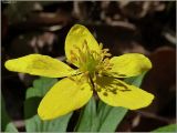 Anemone ranunculoides. Цветок. Чувашия, окр. г. Шумерля, поляна в лесу за Низким полем. 11 мая 2011 г.