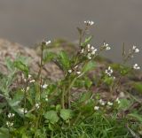 Cardamine regeliana