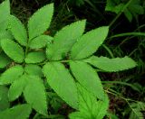 Angelica sylvestris